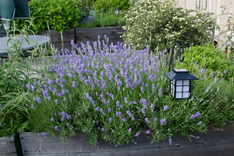 planting lavender in the garden