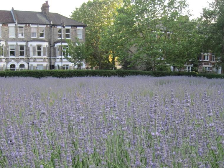 plant lavender on an entire field