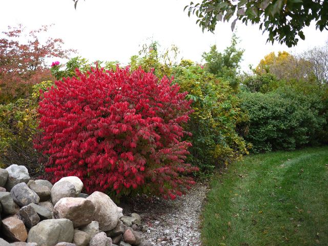 bright natural garden hedge planting a shrub red garden haid