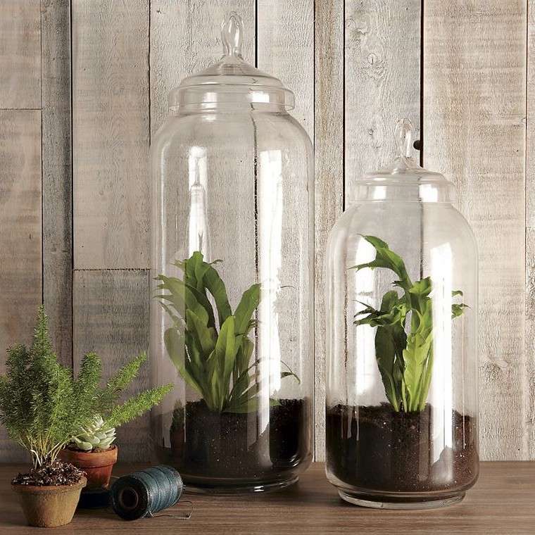 succulents indoor idea plant glass indoor appart plant