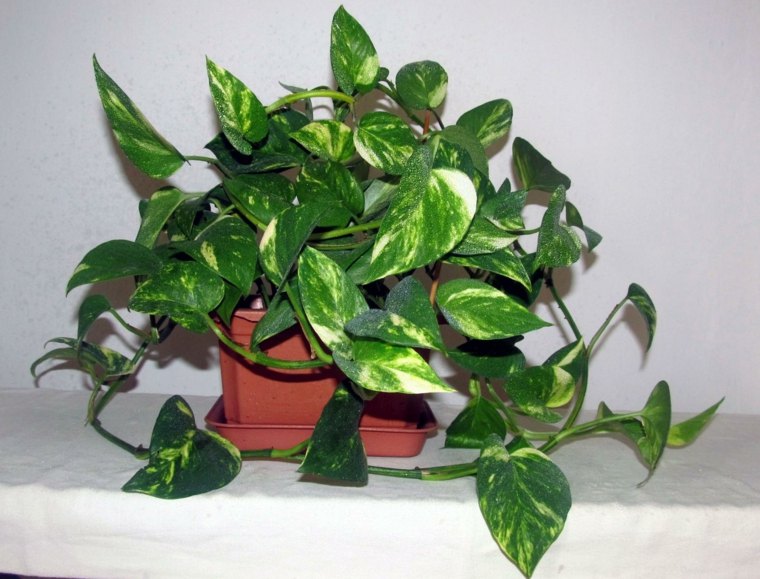 zelena notranja rastlina epipremnum