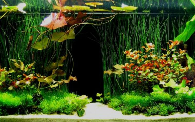 deco akvarium växtkorallmos