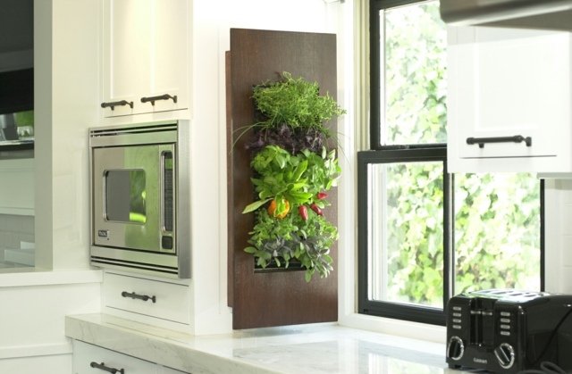 green plants for wall kitchen