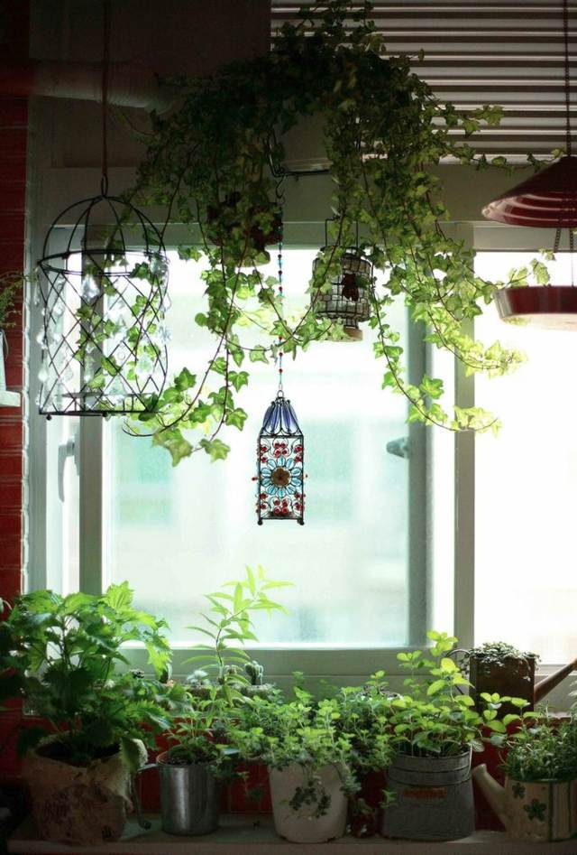 green plants for hanging kitchen