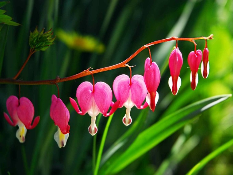 exotic plant flowers outdoor climbers