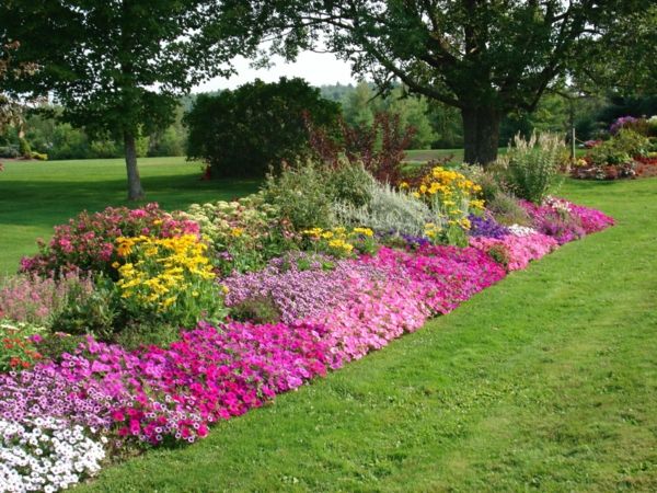 flowering plants outdoor garden