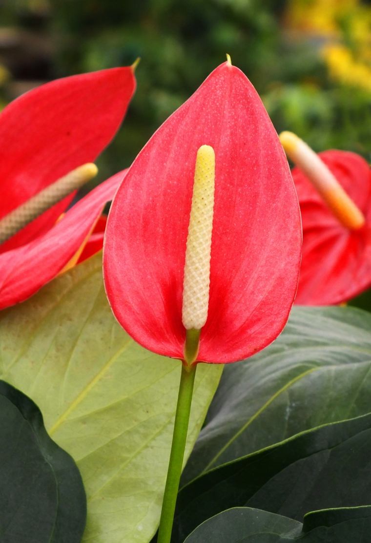 zelena rastlina znotraj rdeče rastline'appartement anthurium