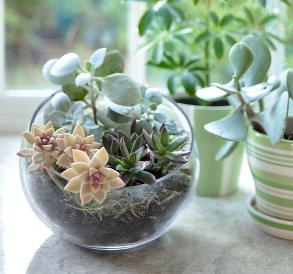 terrarium idea succulents