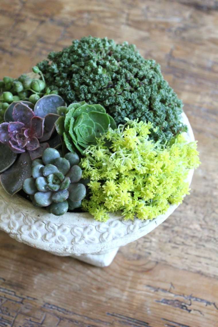 saftige arrangement ideer plante pot