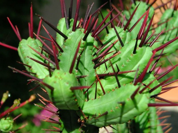 cactus succulent plant interior apartment maintenance