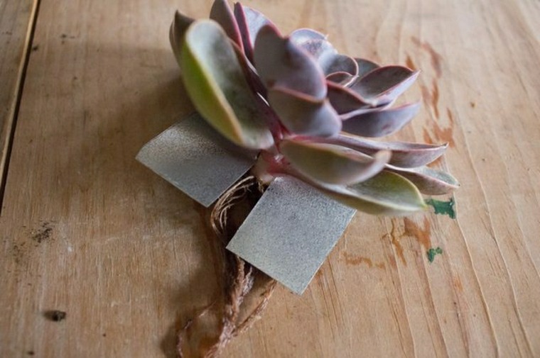 succulents how to do without land