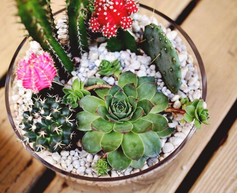 succulents outdoor bowl-garden-dry-deco-table