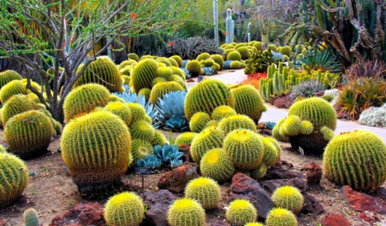 kaktus succulents moden taman luar