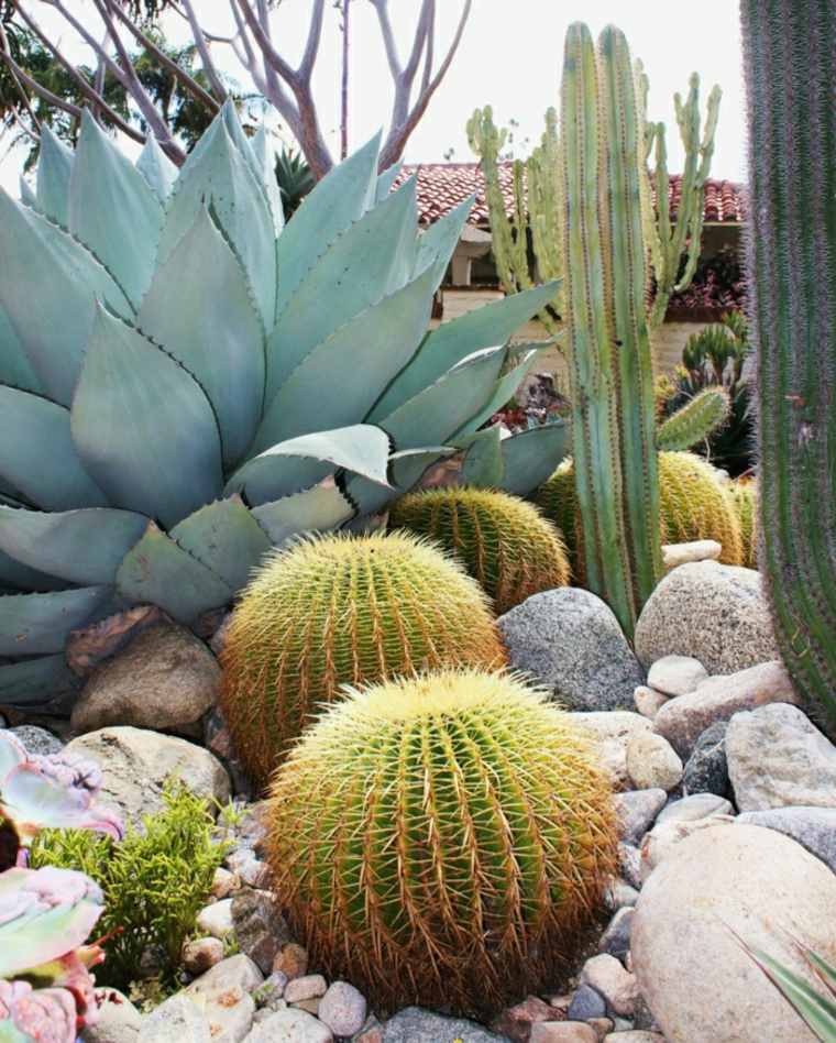 succulents garden stone outdoor