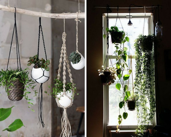 succulents hanging window