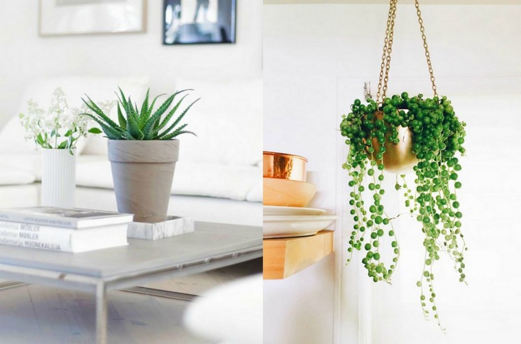 green plants easy interior maintenance ideas