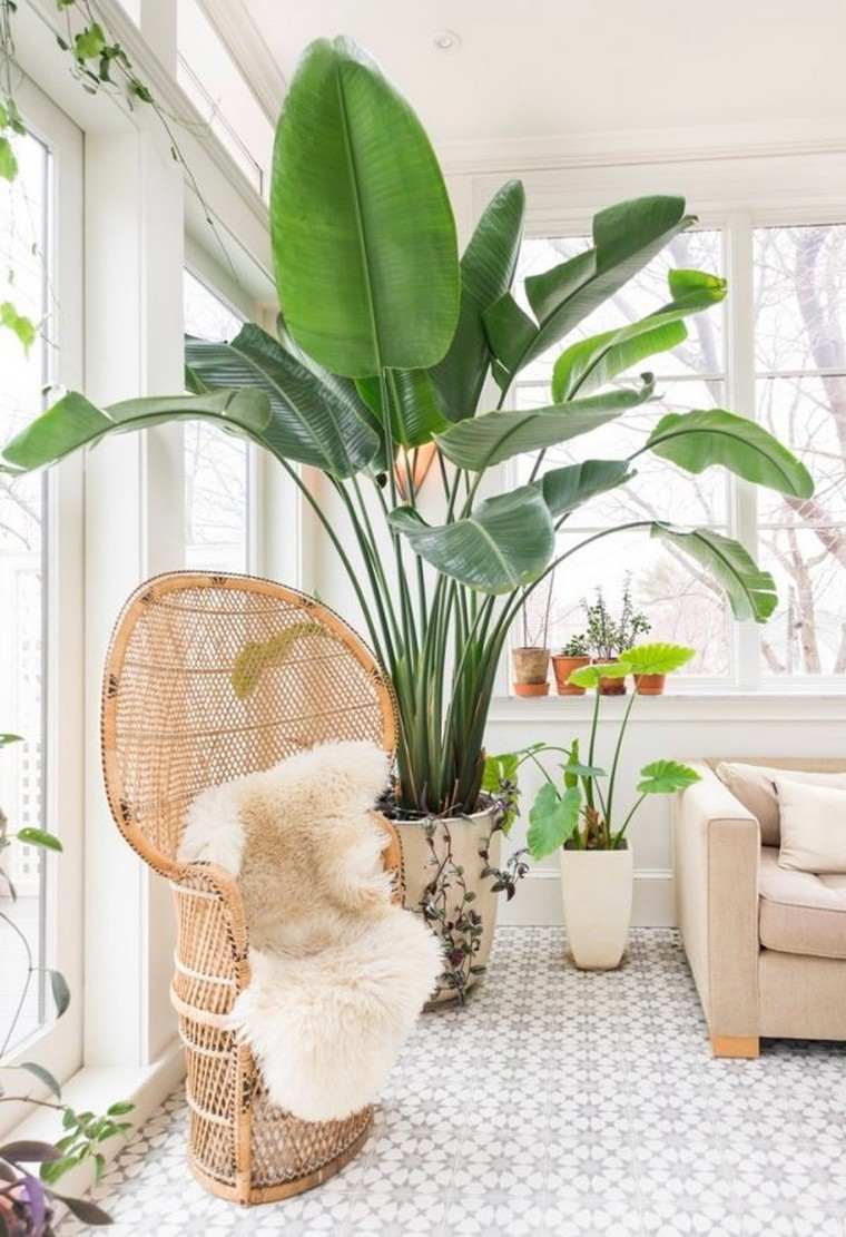 indoor plant plant apartment flowering plant apartment idea