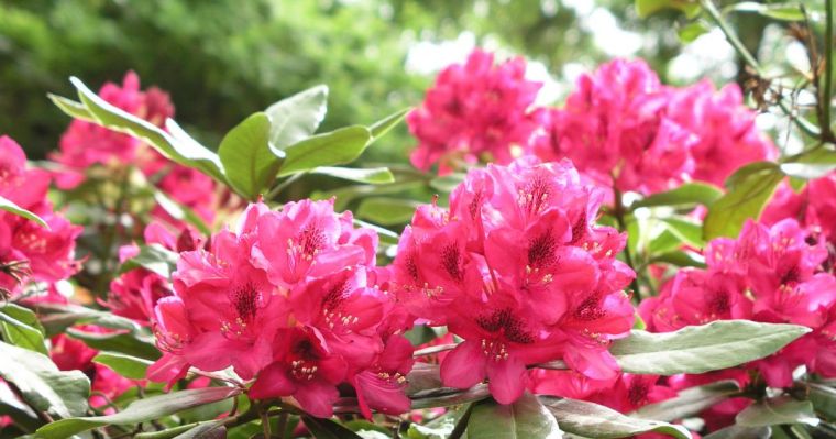 planter japansk have-zen-rododendron