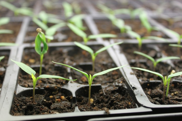 drivhus havearbejde plante vegetabilsk bord