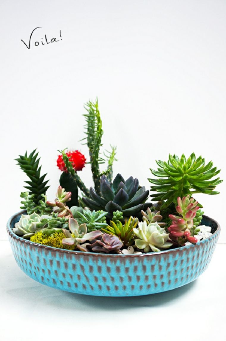 succulent plants species floral art