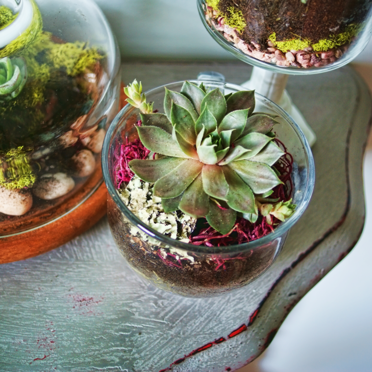 succulent plants decorating ideas