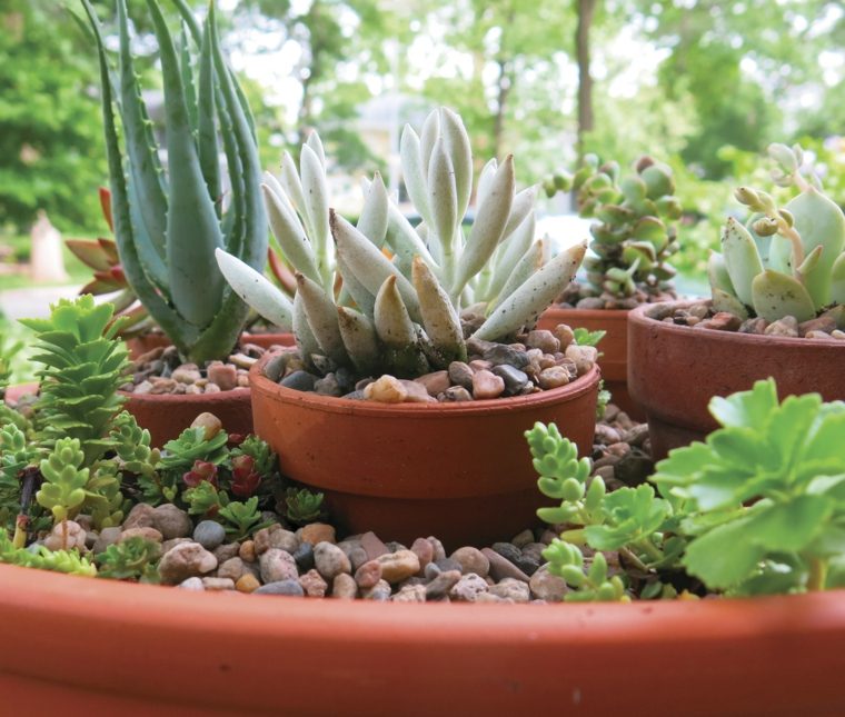 succulents kaktus aloe garden