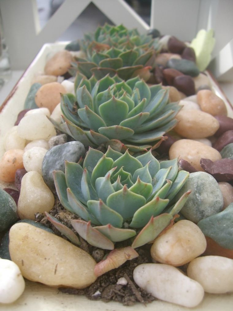 succulent plants dry soil garden stones