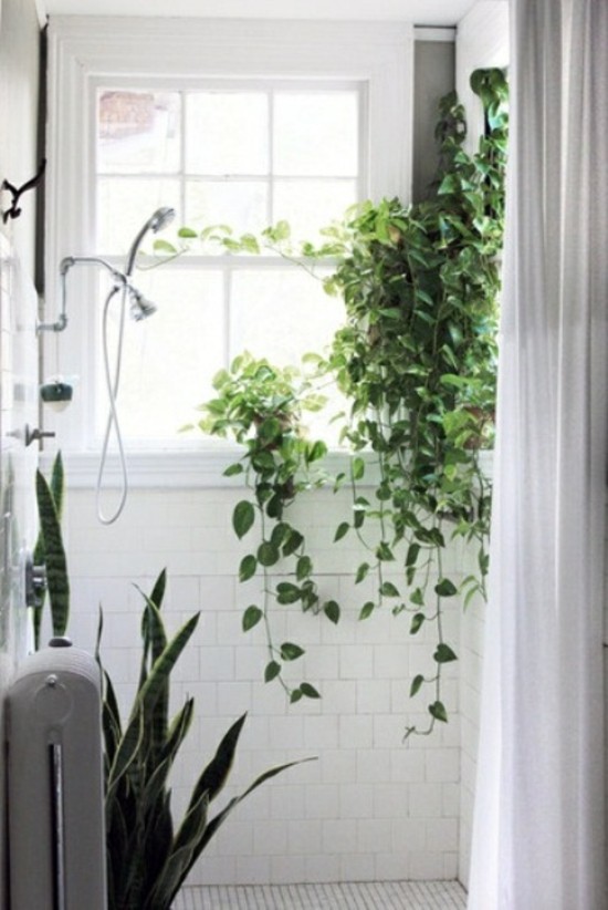 hanging plants bathroom