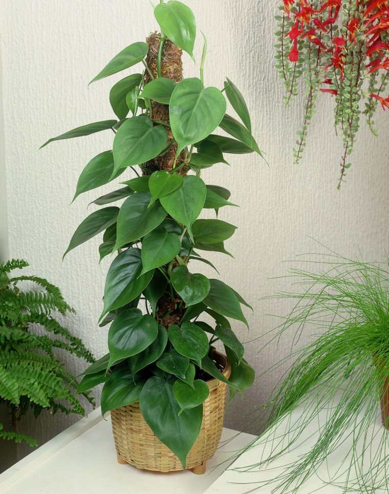 tumbuhan'appartement Philodendron scandens