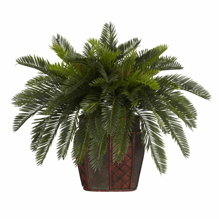 tumbuhan hijau'intérieur palme pot de fleurs cycas 