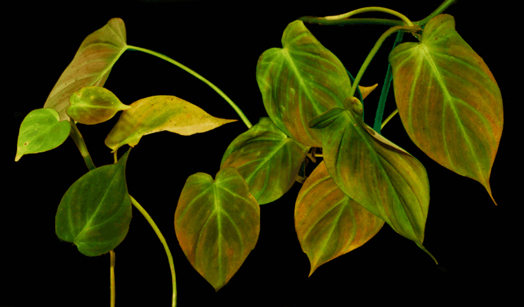 green plant'intérieur d'appartement Philodendron Camposportoanu