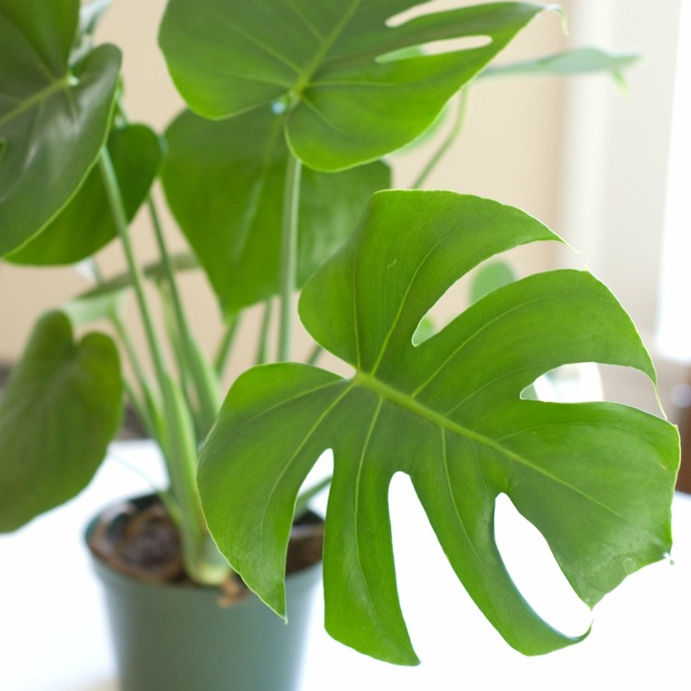 zelena rastlina'intérieur philodendron