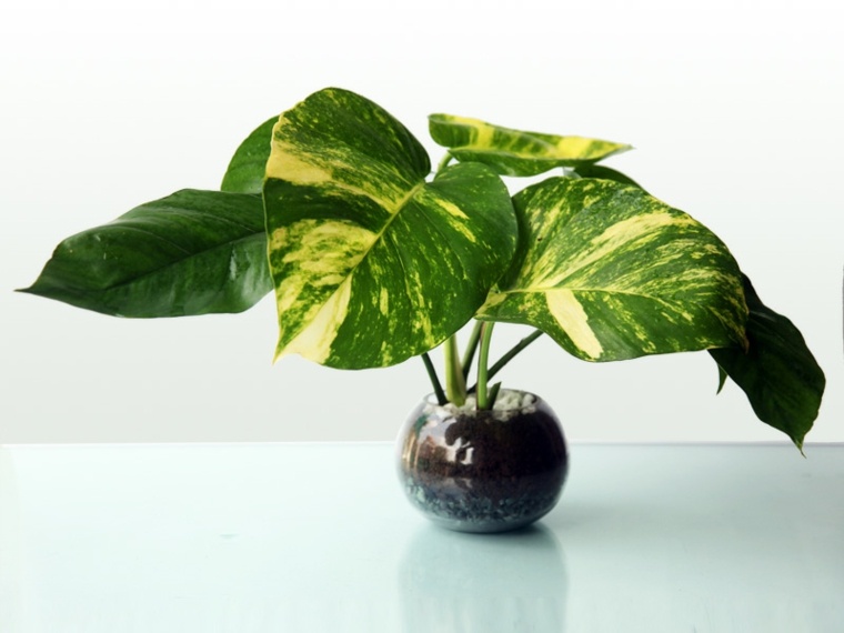 indoor plant green pothos plant