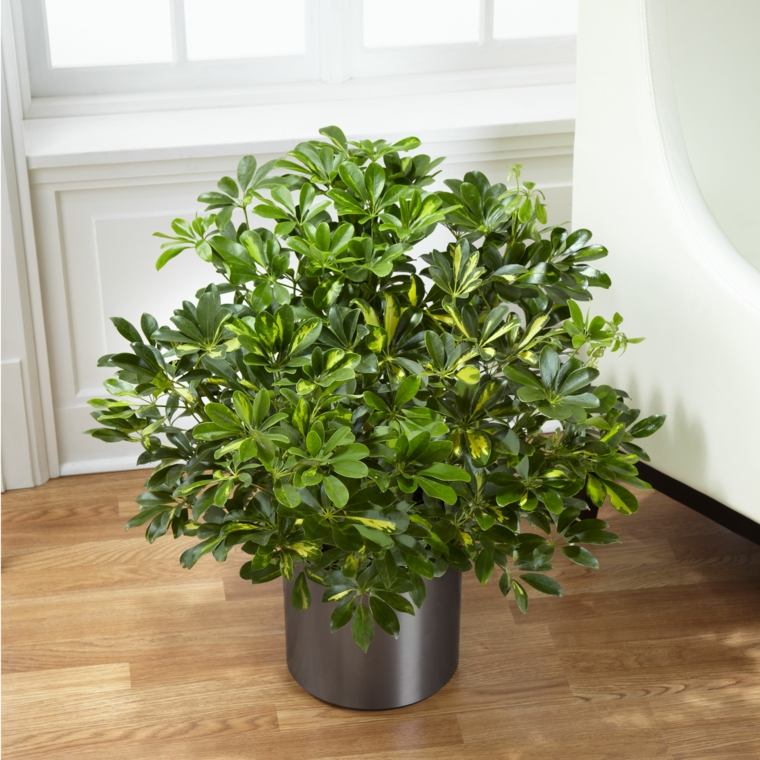 tumbuhan'intérieur verte pot de fleurs schefflera