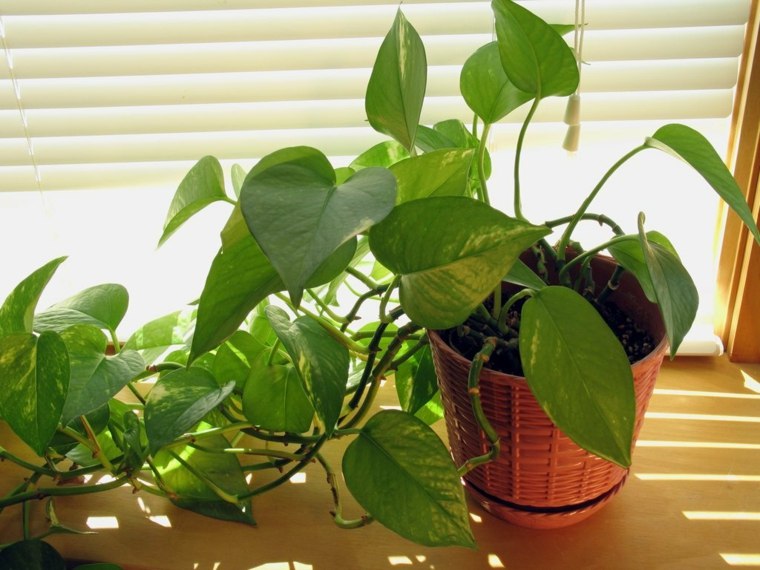 green plants'intérieur vertes pot de fleurs 