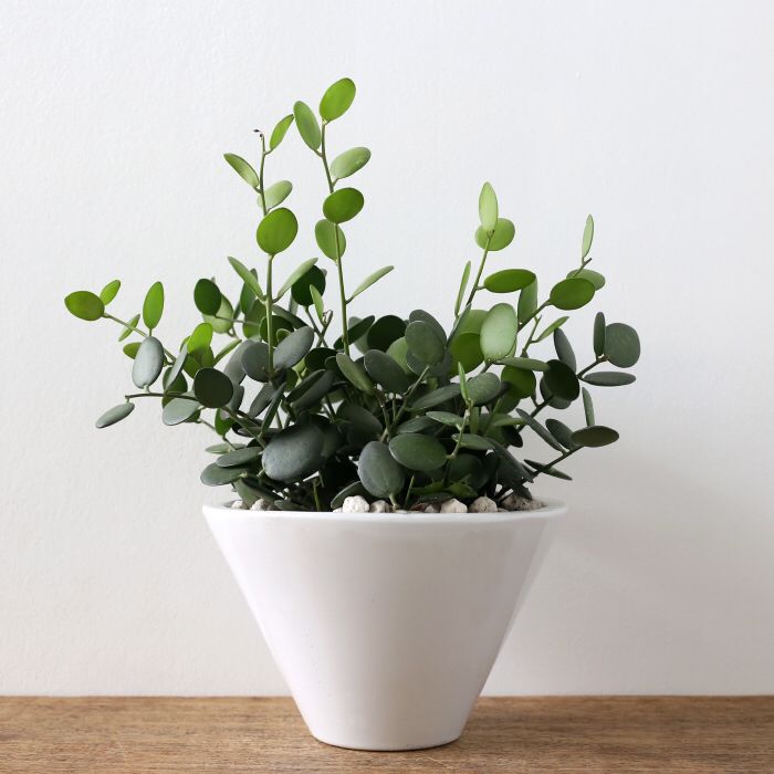 green plants indoor idea plant perennial pot