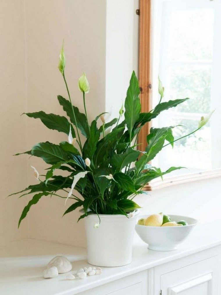 indoor plant easy idea plants apartment