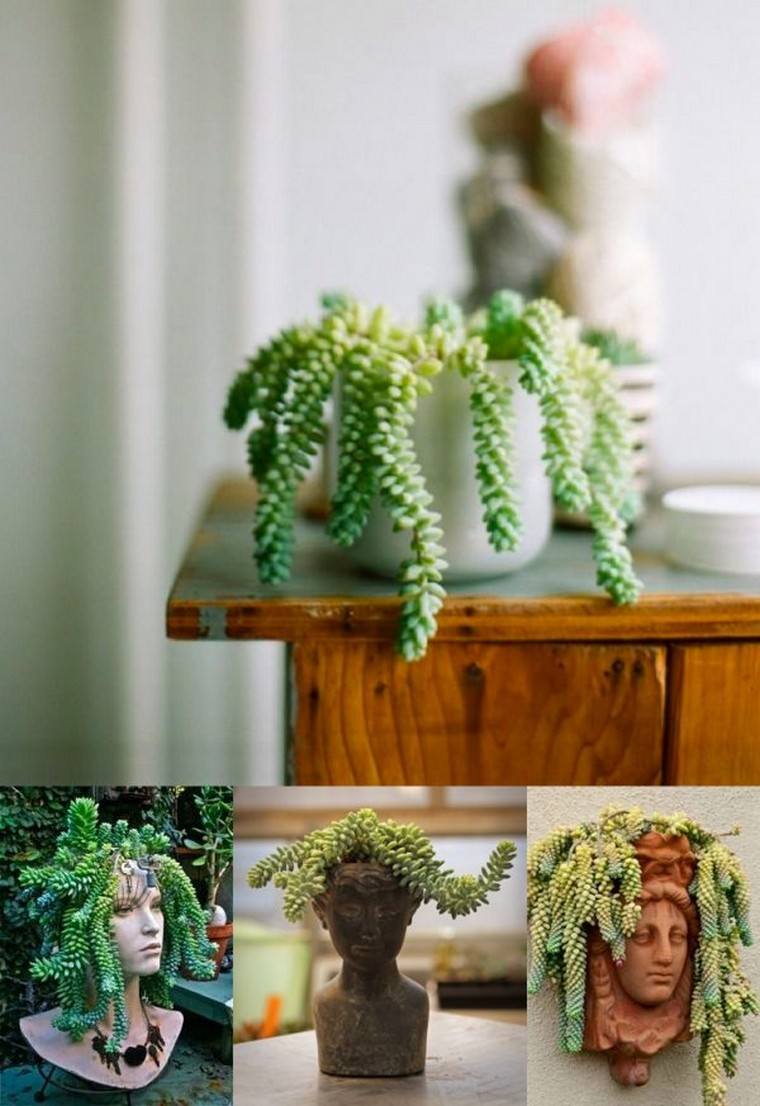 green plant apartment interior idea succulent plant