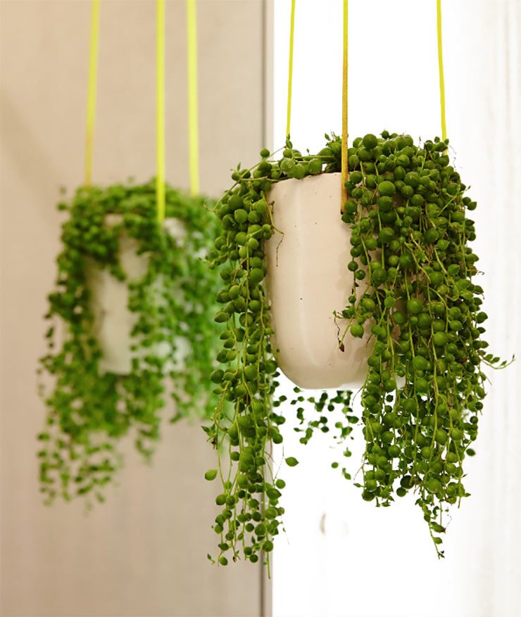 green plants indoor easy maintenance idea plant apartment