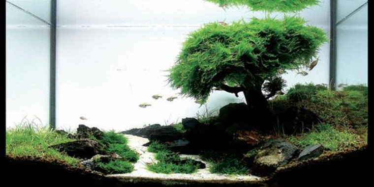 akvarium deco bonsai træ idé sten baggrund'aquarium décoré