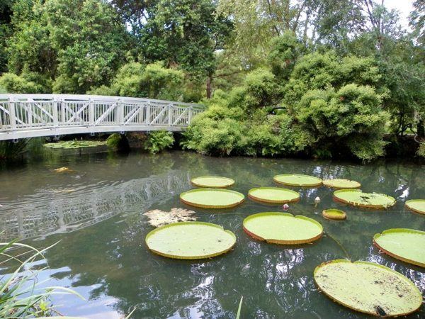 bridge pond koi green plants