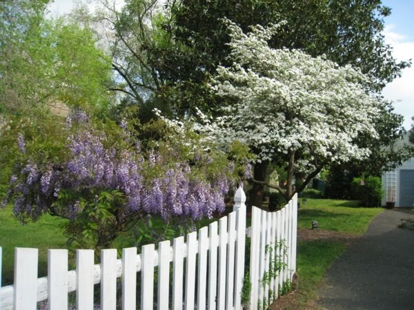 wisteria wood portal