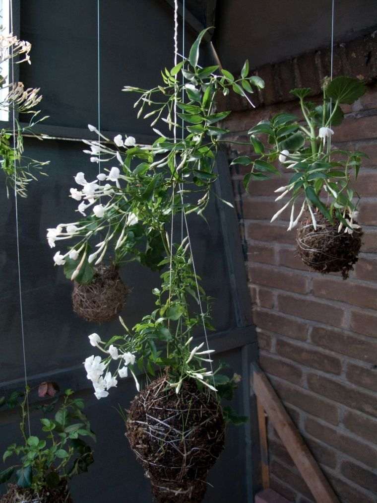 Hanging pots Japanese art kokedama