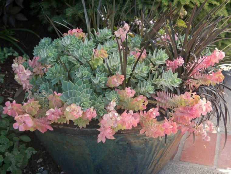 plant pot succulent garden flowers