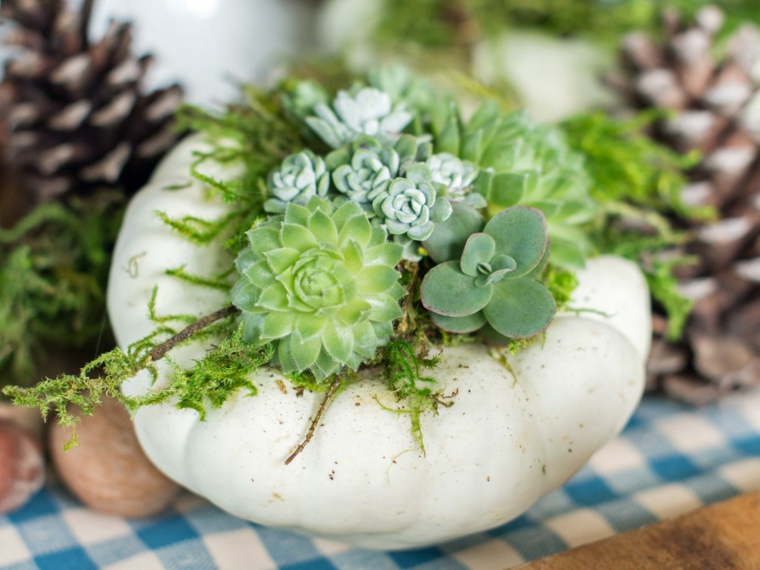 plant pots decoration succulents