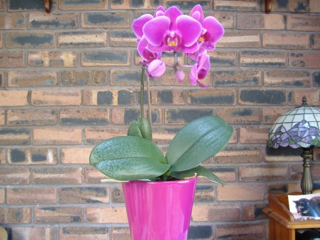 pot flower color purple plant