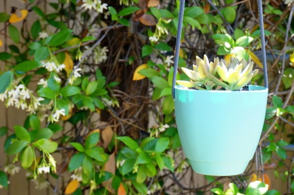 hanging flower pot