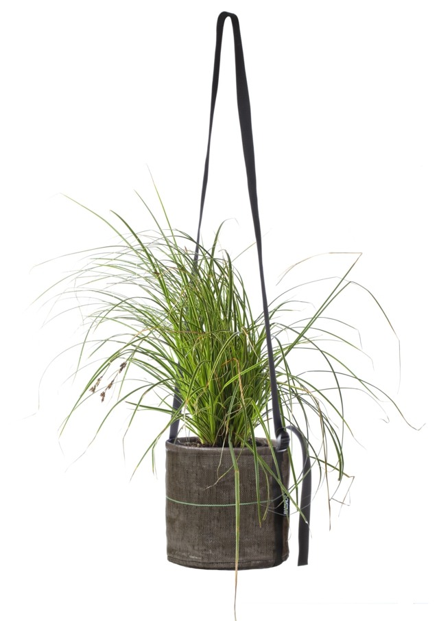 hanging pot plant