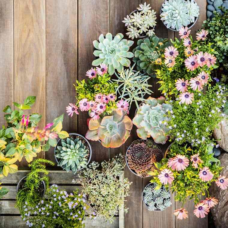 tumbuhan periuk bunga besar deco ruang tanaman succulent