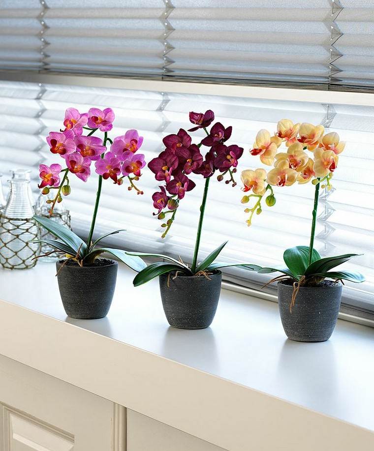 indoor orchid pot indoor green plant ideas